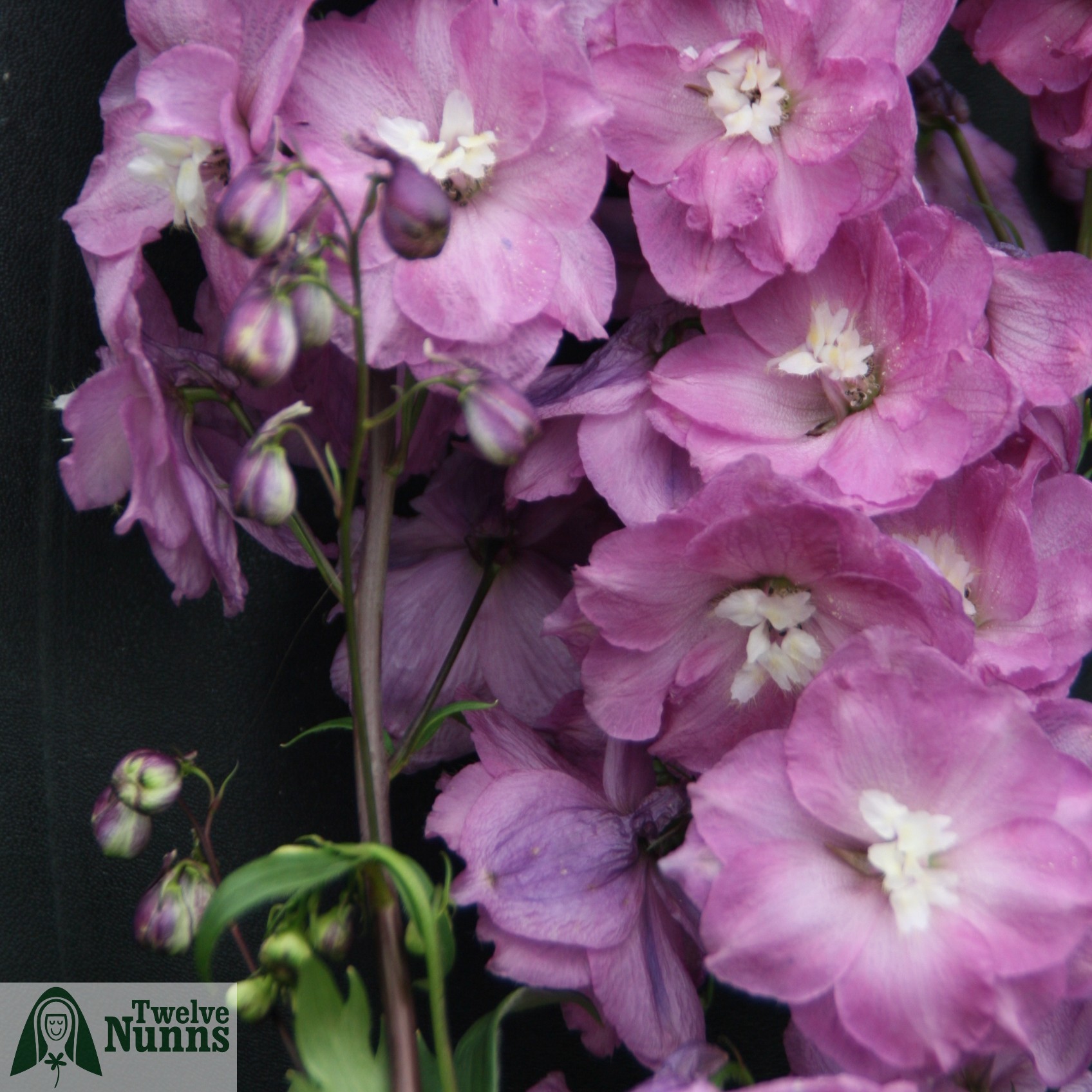 Delphinium 'Clifford Pink'
